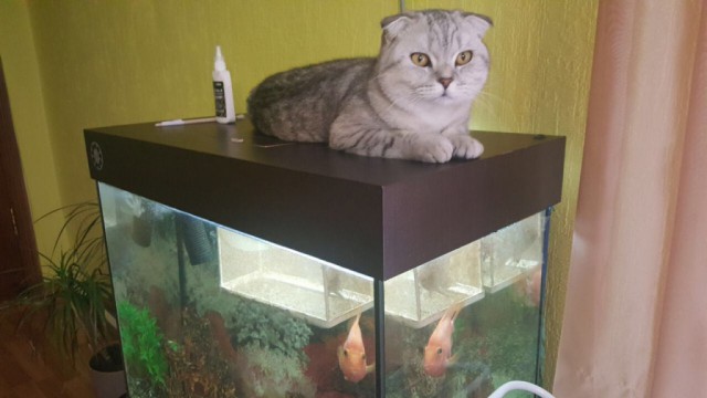 Коты и Кошки