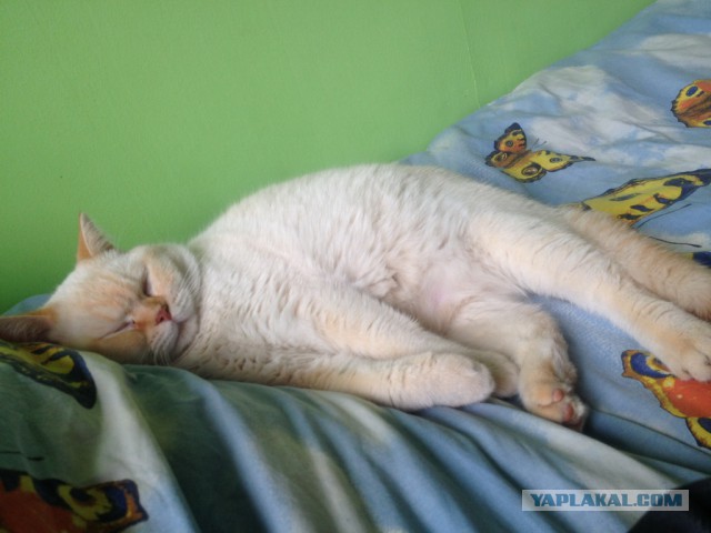 Котовторник 11/04/2017