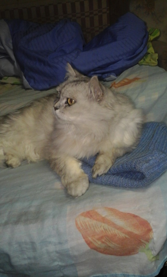 Коты и Кошки