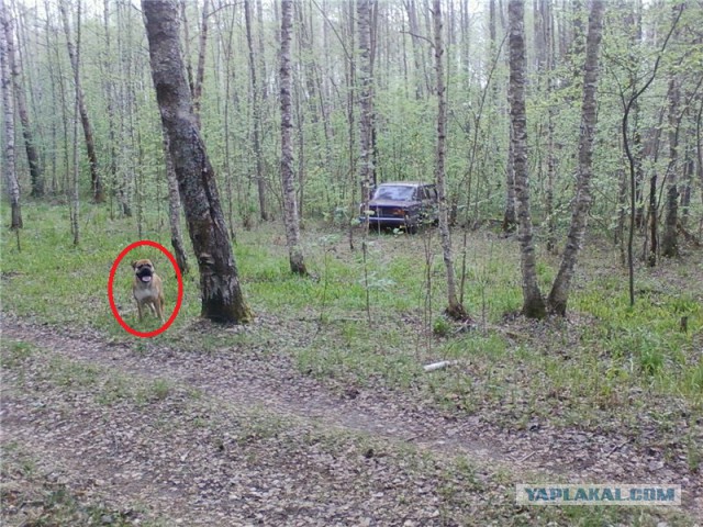 Нашел в лесу машину, что делать?