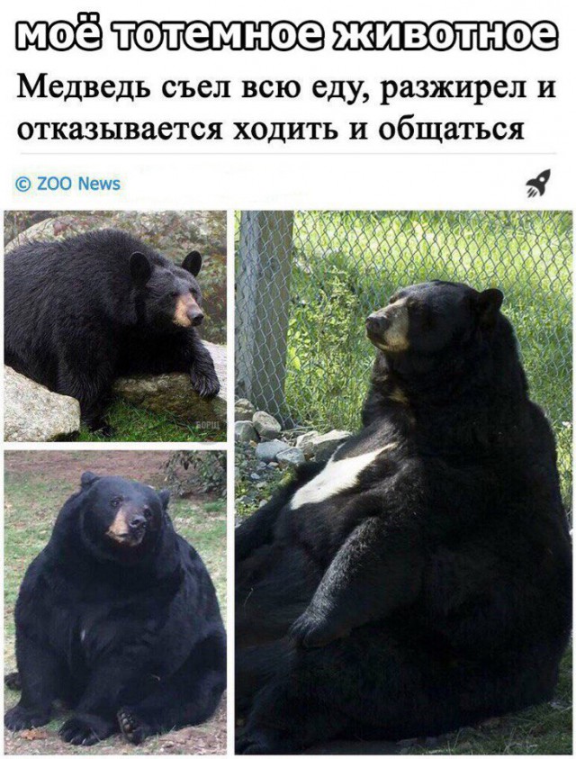 Подборка забавных животных