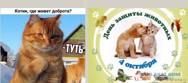 Мем с котом тут