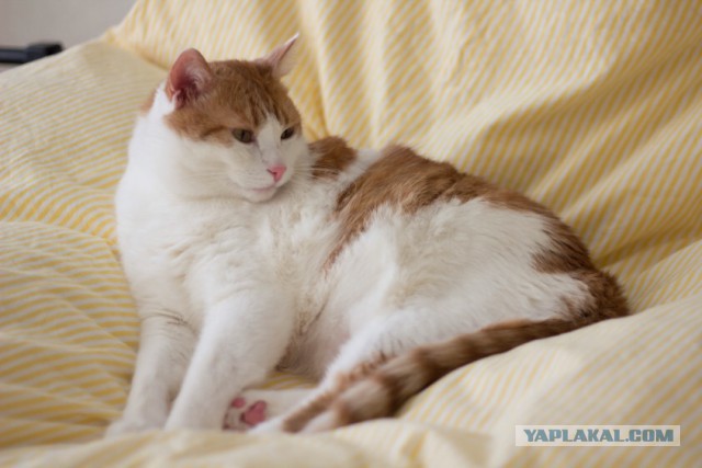 Котовторник  13.02.2018