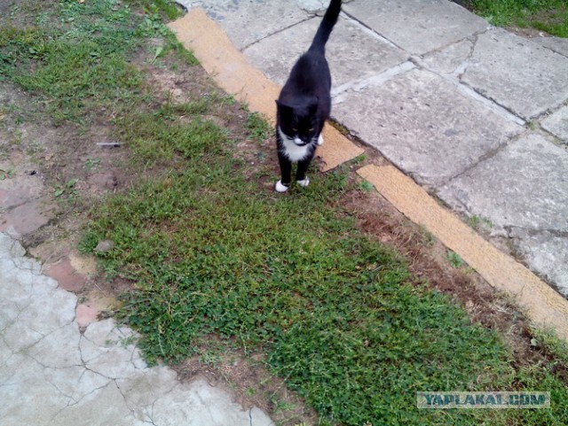 Котовторник 20.03.2018
