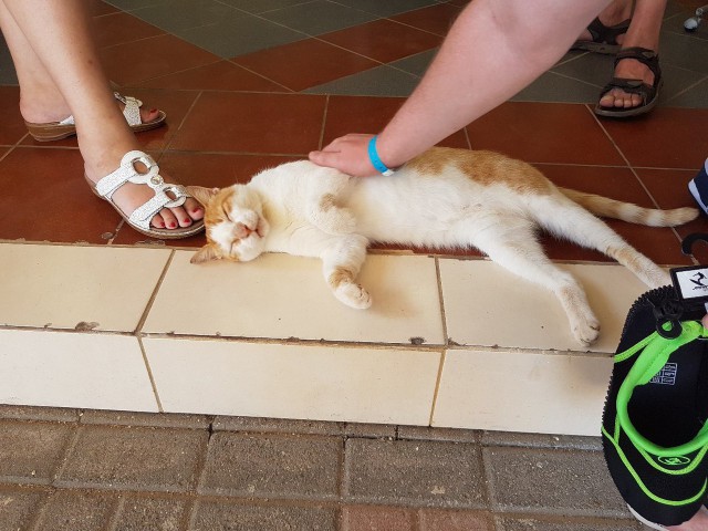 Котовторник 24.04.2018