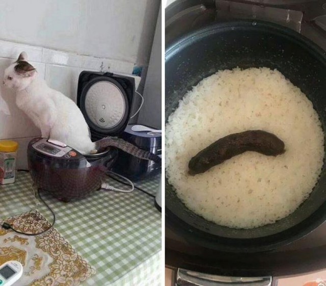 Прикольных котов пост