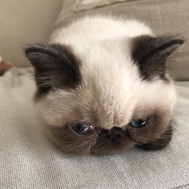 Прикольных котов пост
