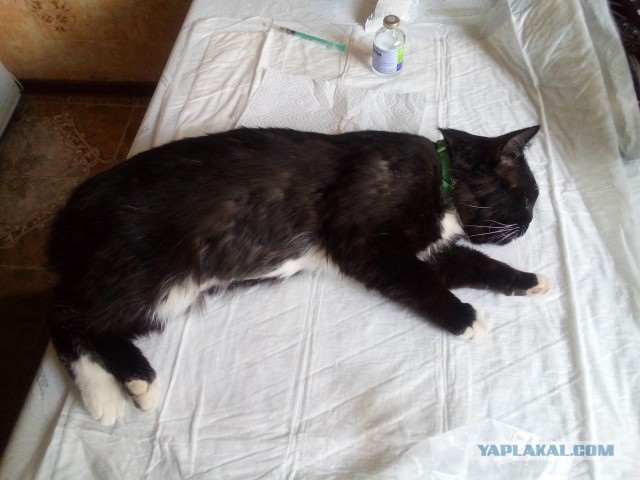 История одного котенка