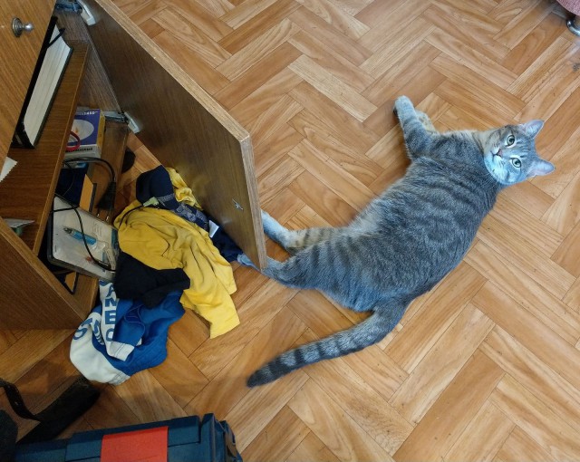 Котовторник 19.06.2018