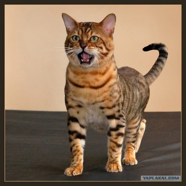 Котовторник: Кошки гаваны и другие!