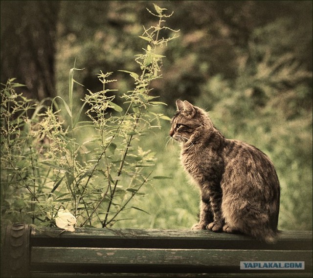 Забыли котовторник? А вот он!