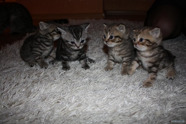 Котовторник (02.06.2009)