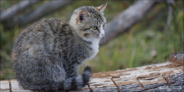 Начинаем котовторник!