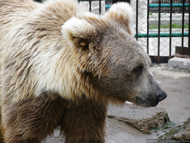 Детки в клетке