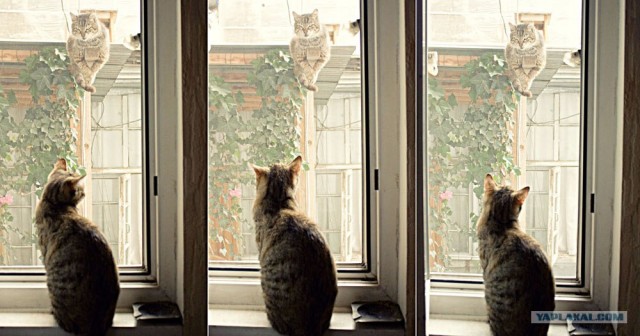 Первый котовторник июля