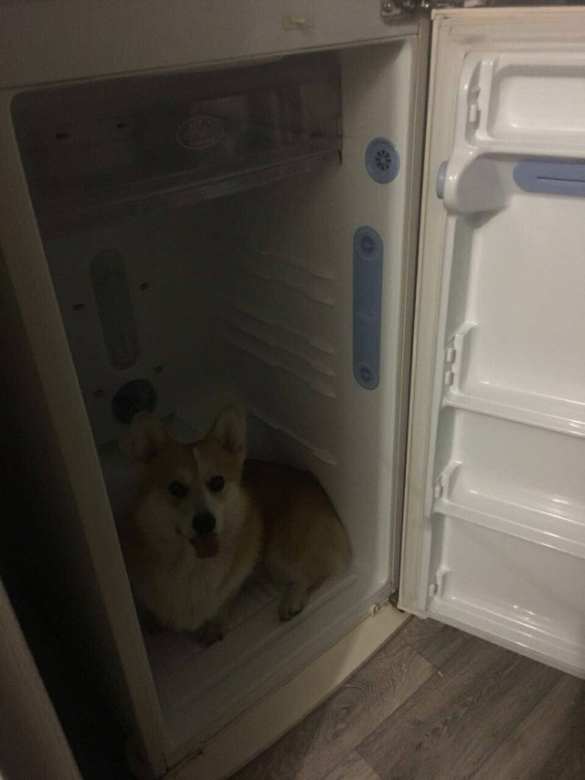 Живность из сети