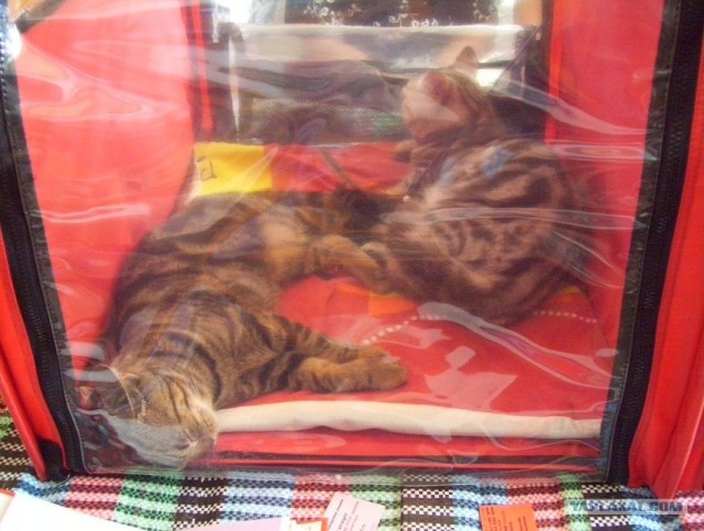 Сонный Котовторник