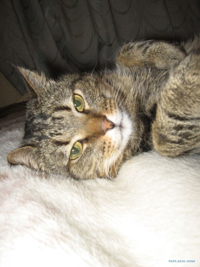 Котовторник!