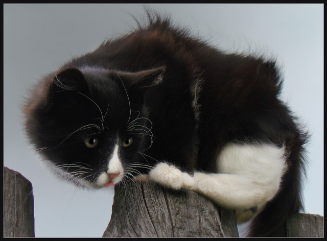 Котовторник (31.01.2012)