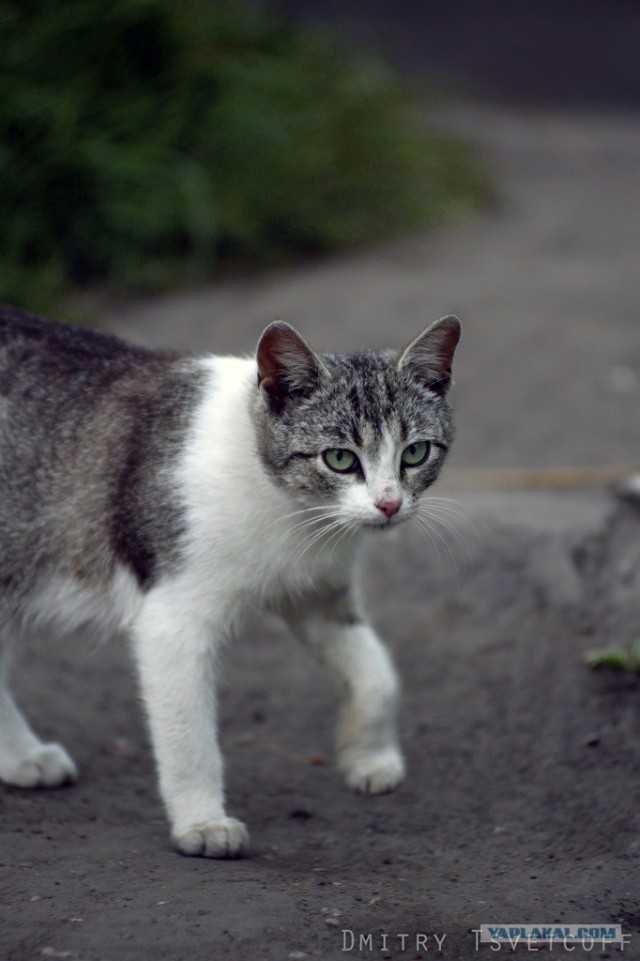 Котовторник 24.04.2012