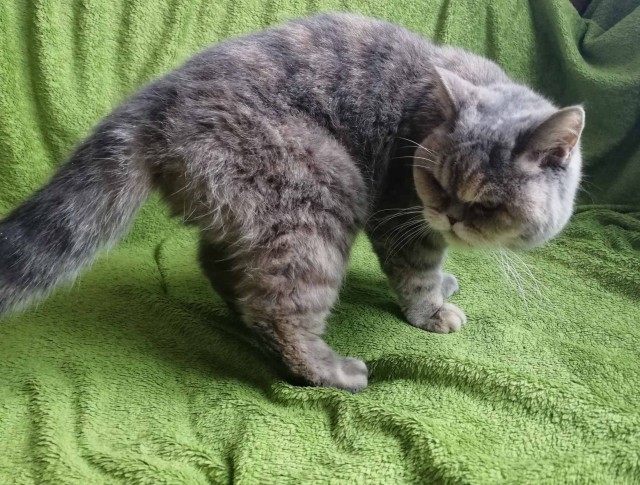 Прикольных котов пост