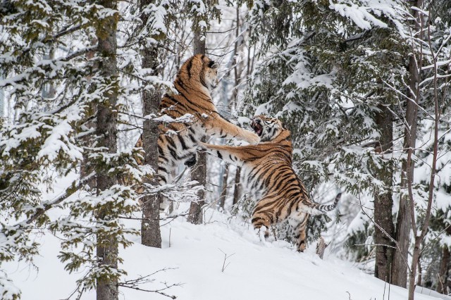 Дикий котовторник