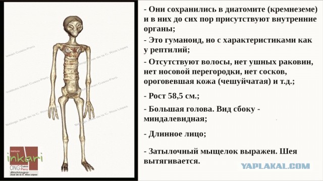 Детальный анализ мумий инопланетян найденных на плато Наска