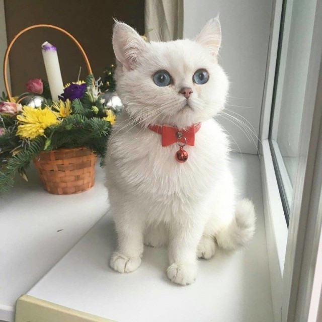 Забавные картинки с котами из сети
