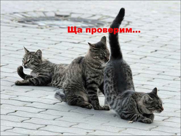 Подпиши фото!