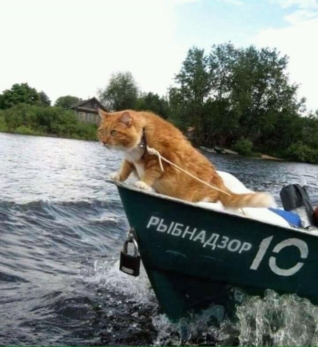 Немного картинок для настроения 30.06.20