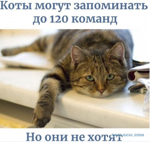 Коты перевели собаку инвалида через дорогу