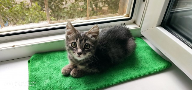 Котовторник