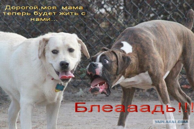 Фотожаба: Две собаки