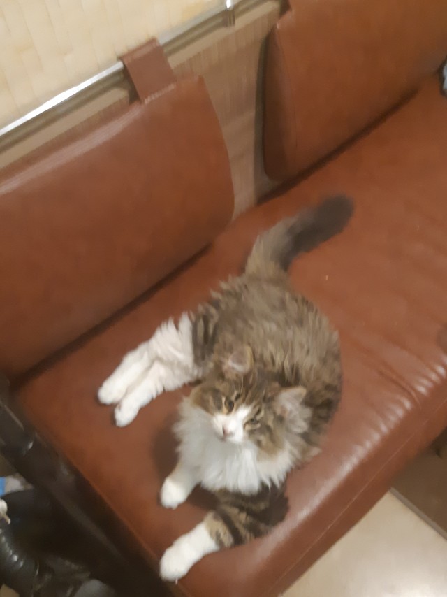 Расчехляем гладильники! - норвежский лесной уже тут