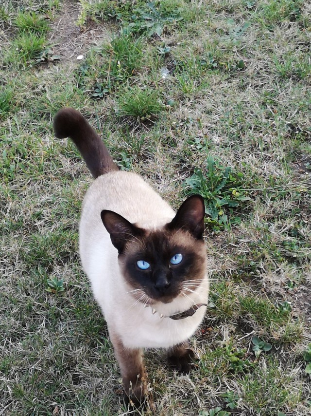 Картинки с котами и про котов