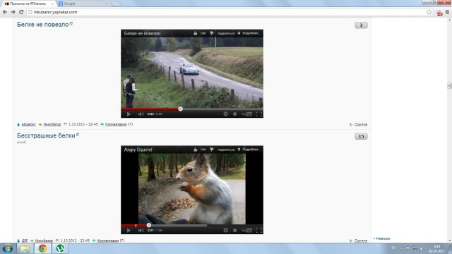 Бесстрашные белки