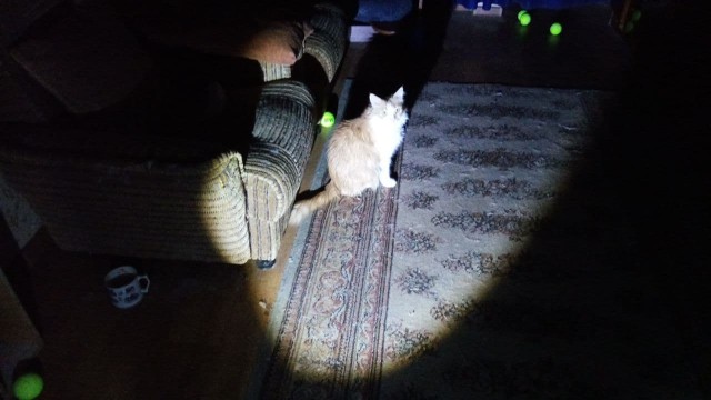 Котовторник же!