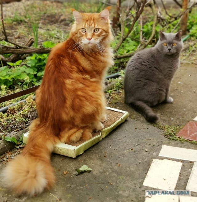 Котовторник же!