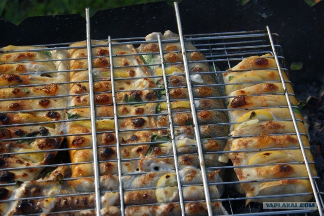 Все из рыбы!