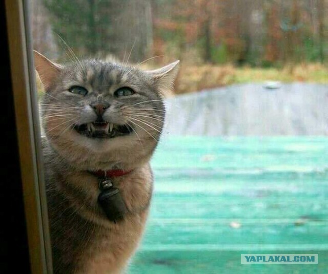 Кулинарная общалка