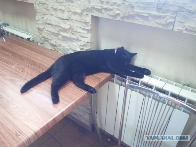 Магазинные кошки, выглядящие так, будто они и есть хозяева