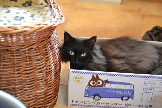 Котовторнику быть