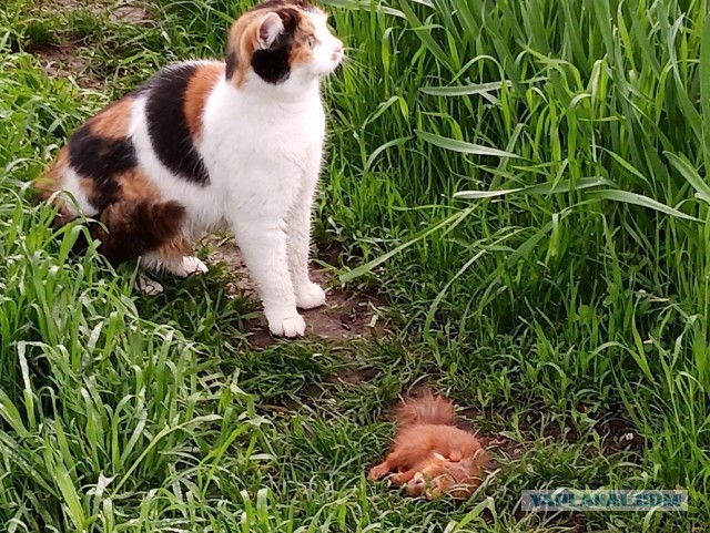 Наш защитник. Котовторнику посвящается