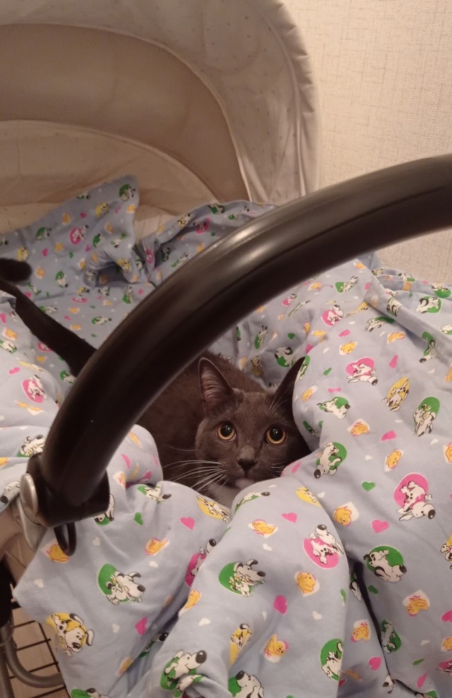 Котовторник 11.01.22