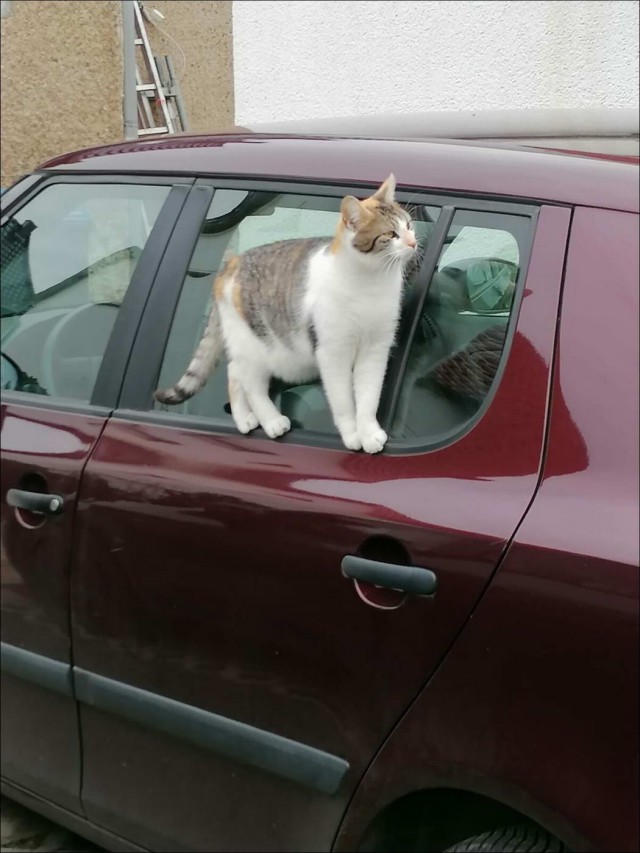 Забавные и милые котейки