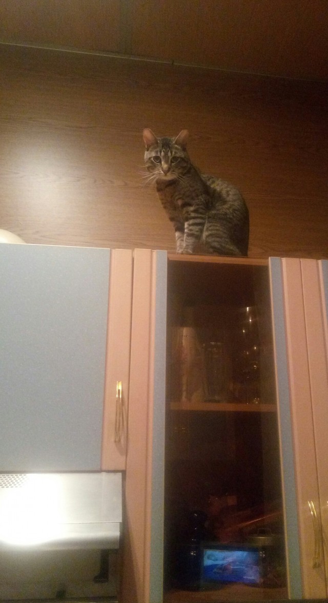 Ну, поехали в котоввторник!