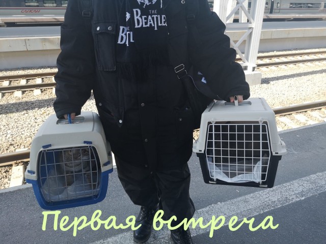 Жизнь домашнего приюта "Котоленд" 332