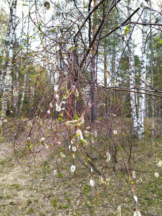 Керженец. Рыбными тропами