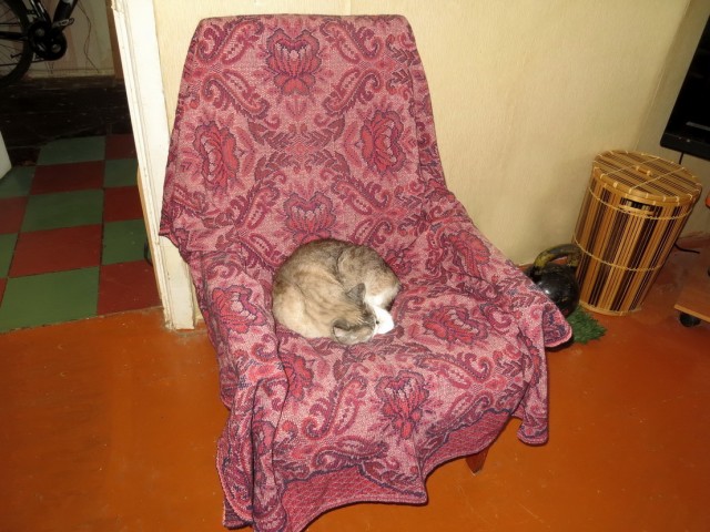 Котовторник.