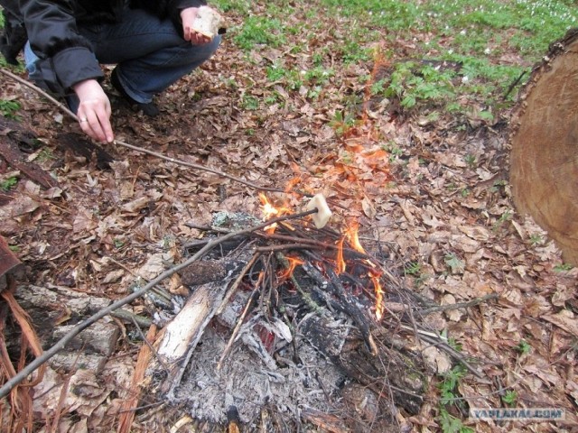 Сало - сила!